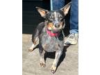 Adopt Luna a Cattle Dog dog in Windsor, CO (41541016)