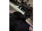 Adopt Toast a All Black Tabby / Mixed (short coat) cat in San Antonio