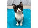 Adopt Email a Black & White or Tuxedo Domestic Shorthair (short coat) cat in