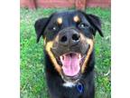 Adopt Denis a Rottweiler / German Shepherd Dog / Mixed dog in Comox