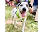Adopt Zucchini a Tan/Yellow/Fawn Boxer / Beagle dog in Chapel Hill
