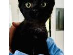 Adopt Binx a All Black Domestic Shorthair cat in Chapel Hill, NC (41529973)