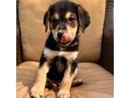Adopt Denver a Black Shepherd (Unknown Type) / Mixed Breed (Medium) dog in
