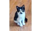 Adopt Cayleigh a Domestic Shorthair / Mixed (short coat) cat in Alpharetta