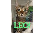 Adopt Leo a Brown or Chocolate (Mostly) Abyssinian cat in Honolulu