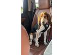 Adopt Ophelia a Merle Black and Tan Coonhound / Treeing Walker Coonhound / Mixed