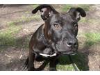 Adopt Taurus a Black Mixed Breed (Medium) / Mixed dog in Chicago, IL (41541103)