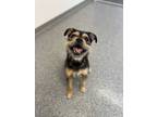 Adopt Perry a Black - with Brown, Red, Golden, Orange or Chestnut Mixed Breed