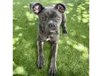 Adopt Duke a Boxer / Mixed dog in Oakland, CA (41485376)