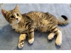 Adopt Pippa a Domestic Shorthair / Mixed (short coat) cat in Darlington
