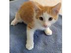 Adopt Lennox a Domestic Shorthair / Mixed (short coat) cat in Darlington