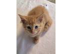 Adopt Legend a Domestic Shorthair / Mixed (short coat) cat in Darlington