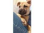Adopt Baylor a Labrador Retriever / Mixed dog in Darlington, SC (41513698)