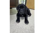Adopt Bran a Black - with White Labrador Retriever / Mixed dog in Franklin
