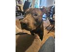 Adopt Bane a Pit Bull Terrier / Mixed dog in Battle Ground, WA (41541151)