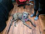 Adopt Nova a Brindle American Pit Bull Terrier / Mixed dog in San Francisco