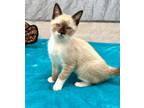 Adopt S'mores a Cream or Ivory (Mostly) Snowshoe (short coat) cat in Mission