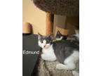 Adopt Edmund a Domestic Shorthair / Mixed (short coat) cat in Brigham City -