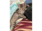 Adopt Celise a Domestic Shorthair / Mixed (short coat) cat in Brigham City -