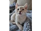 Adopt Whitey a Domestic Shorthair / Mixed (short coat) cat in Brigham City -