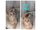 Adopt Tod a Domestic Shorthair / Mixed (short coat) cat in Brigham City - Ogden