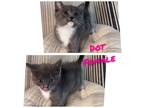 Adopt Dot a Domestic Mediumhair / Mixed (short coat) cat in Brigham City -