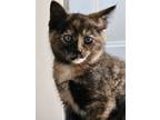 Adopt Teddy Bear a Domestic Shorthair / Mixed (short coat) cat in Brigham City -