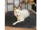 Adopt Luna a White Husky / Mixed dog in Phoenix, AZ (41497923)