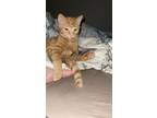 Adopt Doobie a Orange or Red Domestic Shorthair / Mixed (short coat) cat in