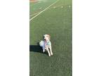Adopt Kash a White - with Brown or Chocolate Goldendoodle / Mixed dog in