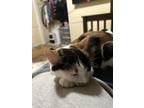 Adopt Willow a Calico or Dilute Calico Calico / Mixed (short coat) cat in Orem