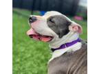 Adopt Lucy a Mixed Breed (Medium) / Mixed dog in Sheboygan, WI (41486278)