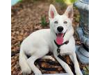 Adopt Astrid #loves-her-hoomans a White Siberian Husky / German Shepherd Dog /
