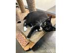 Adopt Sashay a Domestic Shorthair / Mixed (short coat) cat in Providence