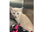 Adopt Romeo a Domestic Shorthair / Mixed (short coat) cat in Tool, TX (41541090)