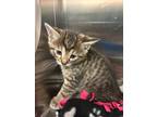 Adopt Remi a Domestic Shorthair / Mixed (short coat) cat in Tool, TX (41541089)