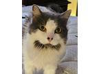Adopt Fluffy and Baby a Black & White or Tuxedo Domestic Longhair / Mixed (long