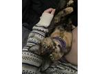 Adopt Zora a Tortoiseshell Domestic Mediumhair / Mixed (medium coat) cat in
