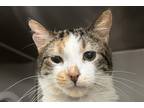 Adopt Ida a Calico or Dilute Calico Domestic Shorthair (short coat) cat in