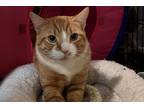 Adopt Mel a Orange or Red (Mostly) Domestic Shorthair (short coat) cat in