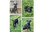 Adopt Allie a Black - with White Labrador Retriever / German Shepherd Dog /