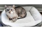 Adopt Abtin a Gray, Blue or Silver Tabby Siamese / Mixed (medium coat) cat in
