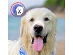 Adopt Howdy a White Great Pyrenees / Mixed dog in Portland, OR (41541030)