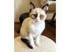 Adopt Miso a Cream or Ivory (Mostly) Snowshoe (short coat) cat in Mission Viejo