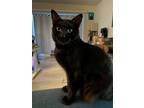 Adopt Night a All Black Domestic Shorthair / Mixed cat in Oakland, CA (41541043)