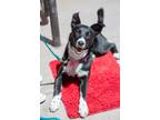 Adopt Junebug (Paws in the Pen) a Black Border Collie / Mixed Breed (Medium) /