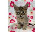 Adopt Toast a Gray, Blue or Silver Tabby Domestic Shorthair (short coat) cat in