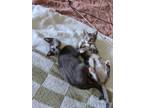 Adopt Hawaiian Sweet Roll a Brown Tabby Domestic Shorthair cat in Brooklyn