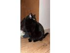 Adopt Boo a All Black Domestic Shorthair (short coat) cat in Bethel