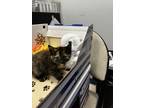 Adopt Daphne a Domestic Shorthair / Mixed cat in Cornwall, ON (41490092)